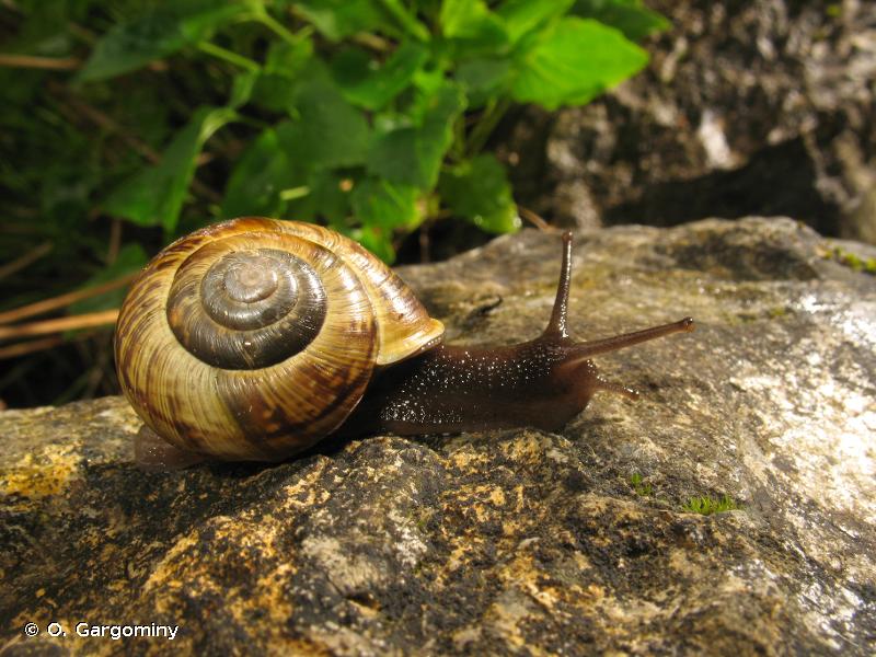 Hélice du Queyras (Arianta arbustorum repellini). © Olivier Gargominy