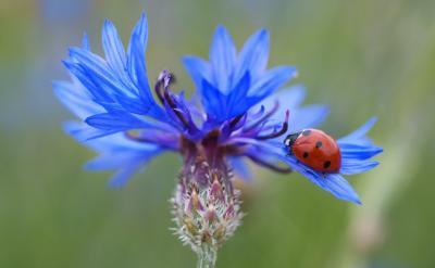 Cocinelle sur bleuet