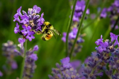 Abeille qui butine