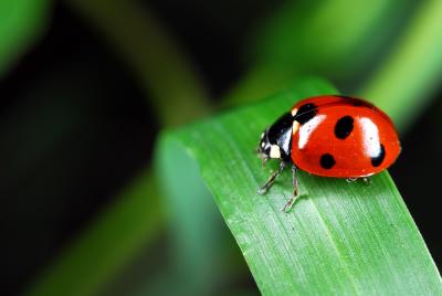 Coccinelle