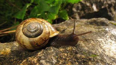 Hélice du Queyras (Arianta arbustorum repellini). © Olivier Gargominy