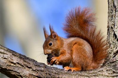 Sciurus vulgaris - ©Patrice Cassier