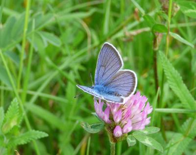 Cyaniris semiargus ©O. Roquinarc'h